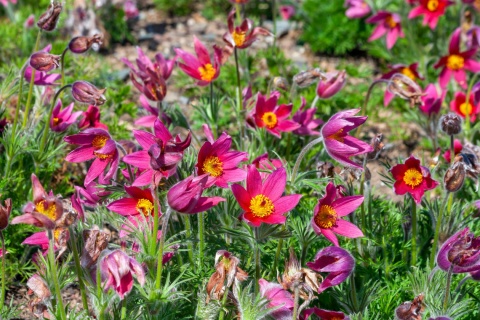 Sasanka zwyczajna- Pulsatilla vulgaris 'Rubra' (L)