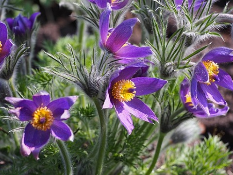 Sasanka zwyczajna- Pulsatilla vulgaris (W)