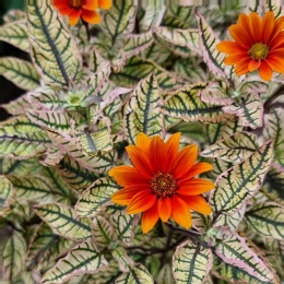 Słoneczniczek 'Orange Marble' (L)