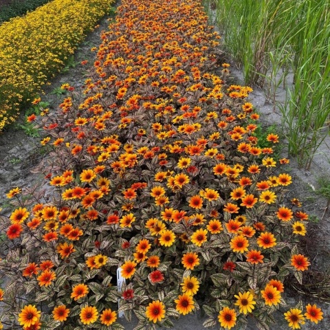 Słoneczniczek 'Orange Marble' (L)