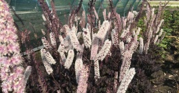 Świecznica 'Chococholic' (L)