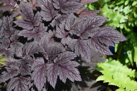 Świecznica 'Pink Spike' (L)