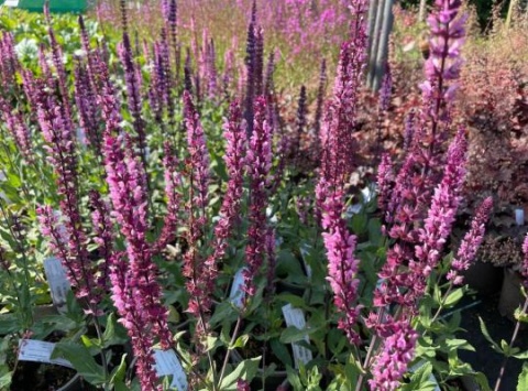 Szałwia- Salvia 'Caradonna Pink Inspiration' (L)