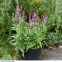 Szałwia- Salvia 'Caradonna Pink Inspiration' (L)