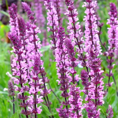 Szałwia- Salvia 'Caradonna Pink Inspiration' (L)