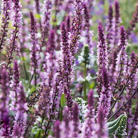 Szałwia- Salvia 'Caradonna Pink Inspiration' (L)