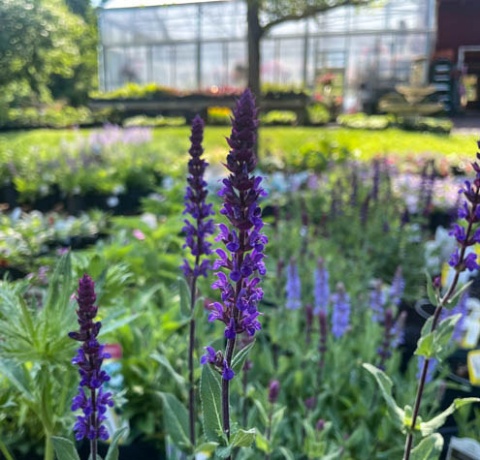 Szałwia- Salvia 'Caradonna' (W)