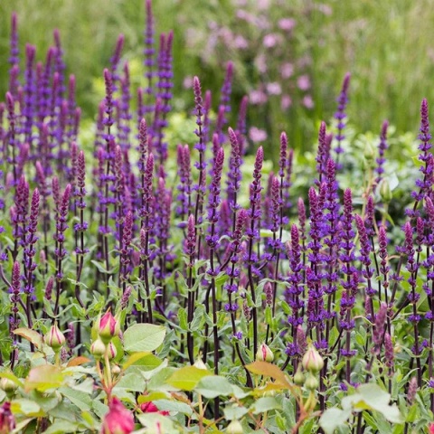 Szałwia- Salvia 'Caradonna' (W)