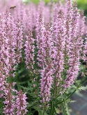 Szałwia- Salvia 'Feathers Flamingo' (L)