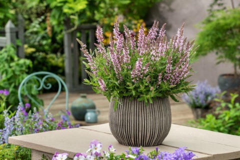 Szałwia- Salvia 'Feathers Flamingo' (L)