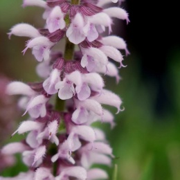 Szałwia- Salvia 'Feathers Flamingo' (L)