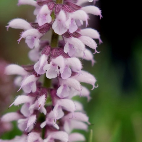 Szałwia- Salvia 'Feathers Flamingo' (L)