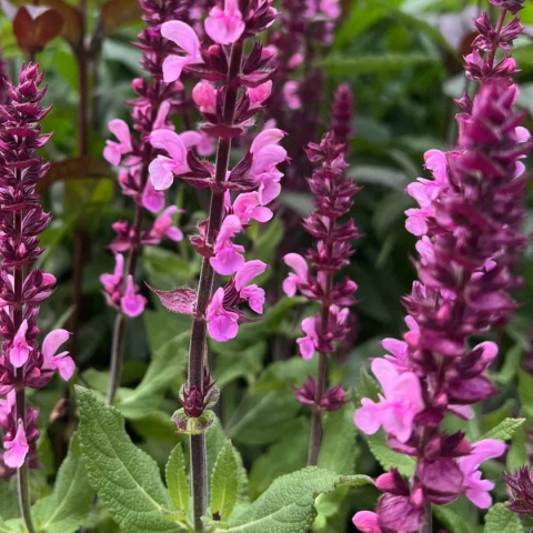 Szałwia- Salvia 'Katsjing' (L)