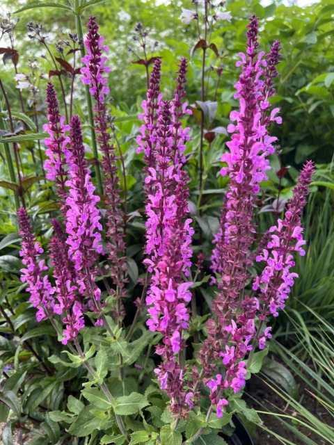 Szałwia- Salvia 'Katsjing' (L)