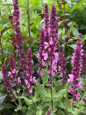 Szałwia- Salvia 'Katsjing' (L)
