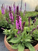 Szałwia- Salvia 'Katsjing' (L)
