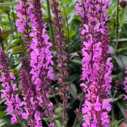 Szałwia- Salvia 'Katsjing' (L)