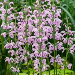 Szałwia łąkowa- Salvia pratensis 'Rose Rhapsody' (L)