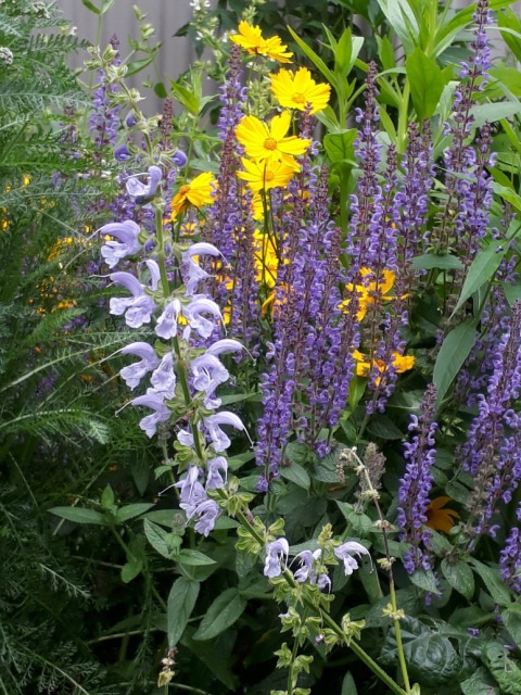 Szałwia łąkowa- Salvia pratensis 'Sky Dance' (W)