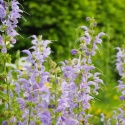 Szałwia łąkowa- Salvia pratensis 'Sky Dance' (W)