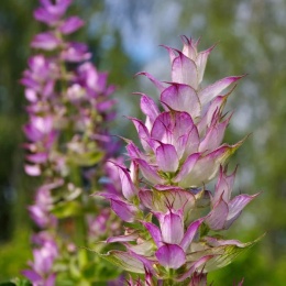 Szałwia muszkatałowa- Salvia sclarea (W)