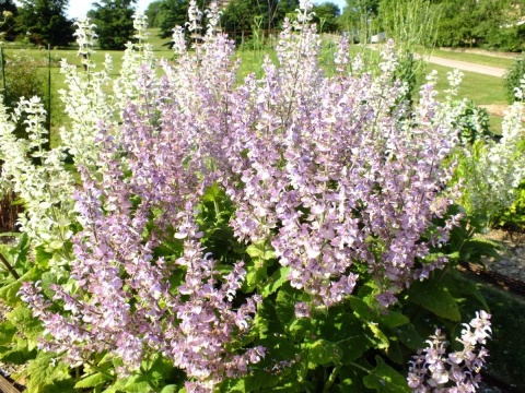 Szałwia muszkatałowa- Salvia sclarea (W)