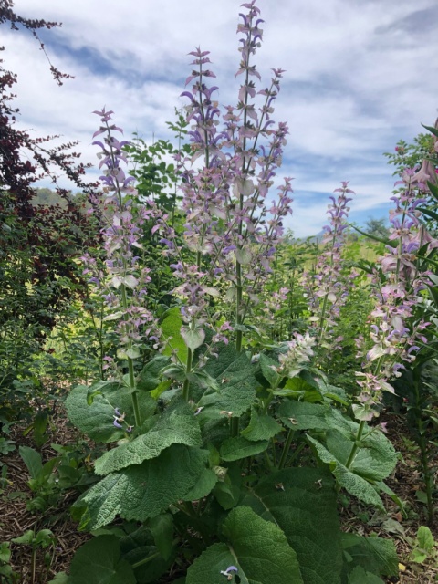 Szałwia muszkatałowa- Salvia sclarea (W)