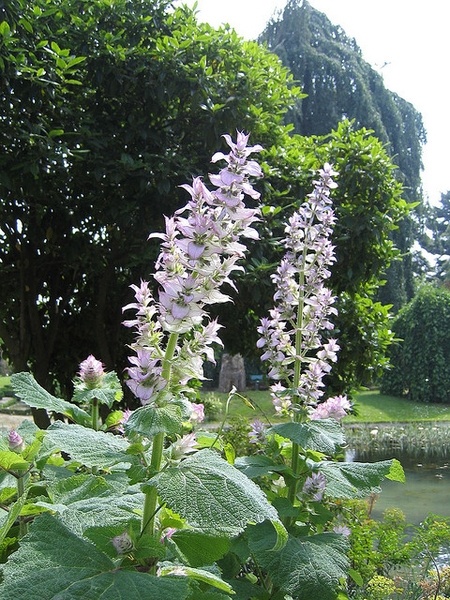 Szałwia muszkatałowa- Salvia sclarea (W)