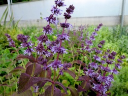 Szałwia okręgowa- Salvia verticillata 'Hannay's Blue' (L)