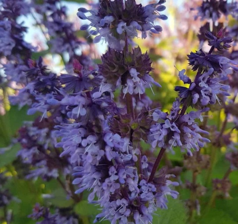Szałwia okręgowa- Salvia verticillata 'Hannay's Blue' (L)