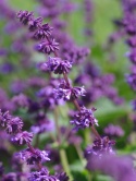 Szałwia okręgowa- Salvia verticillata 'Hannay's Blue' (L)