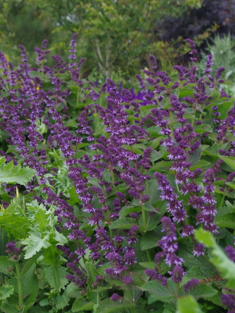 Szałwia okręgowa- Salvia verticillata 'Hannay's Blue' (L)