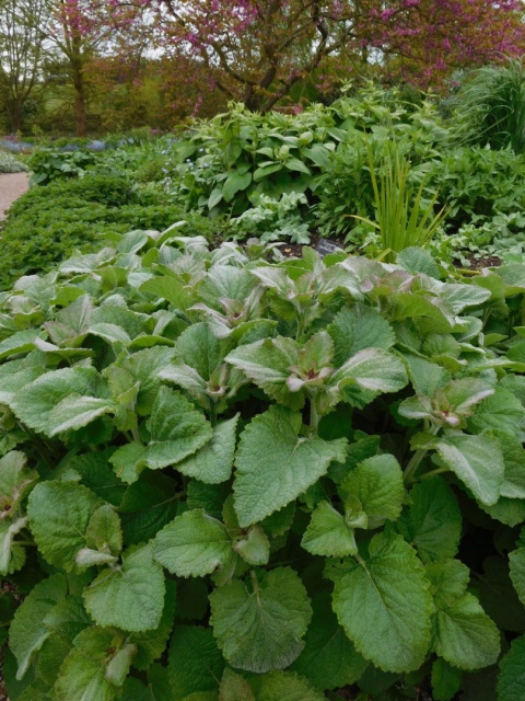 Szałwia okręgowa- Salvia verticillata 'Hannay's Blue' (L)