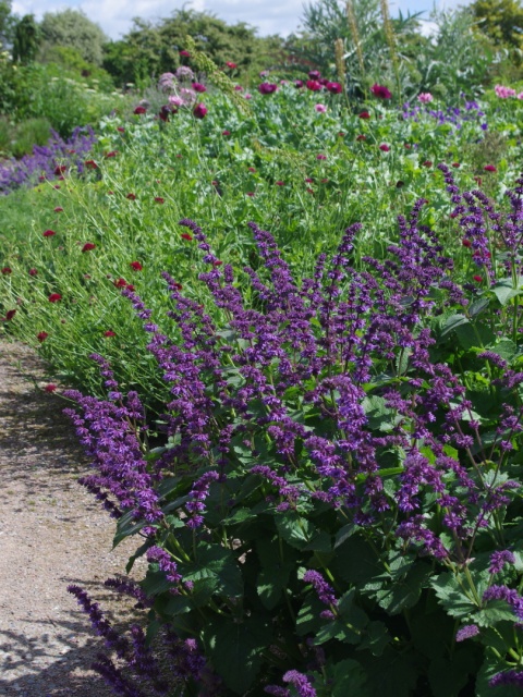 Szałwia okręgowa- Salvia verticillata 'Hannay's Blue' (L)