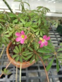 Szczawik lasiandra- Oxalis lasiandra (GK)