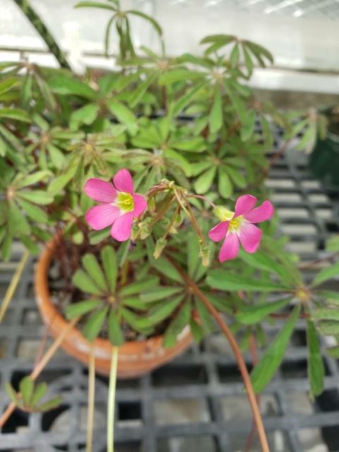 Szczawik lasiandra- Oxalis lasiandra (GK)