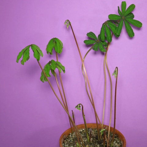 Szczawik lasiandra- Oxalis lasiandra (GK)