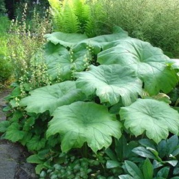 Tawułkowiec tarczowaty- Astilboides tabularis (W)