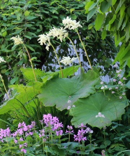 Tawułkowiec tarczowaty- Astilboides tabularis (W)