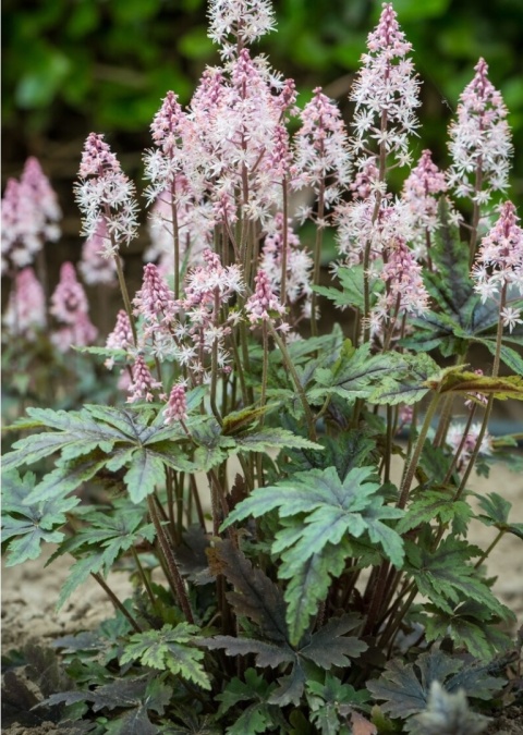 Tiarella 'Angel Wings' (W)
