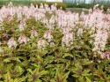 Tiarella 'Angel Wings' (W)