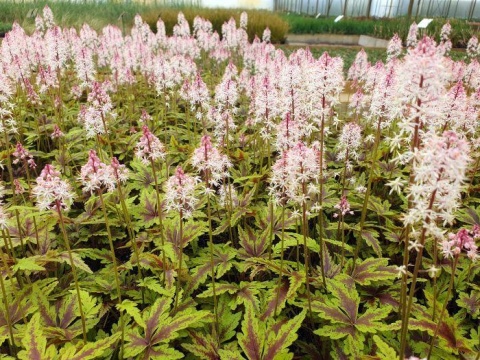 Tiarella 'Angel Wings' (W)
