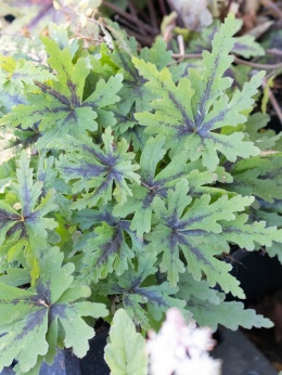 Tiarella 'Angel Wings' (W)