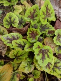 Tiarella 'Appalachian Trail' (L)