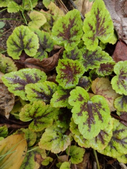Tiarella 'Appalachian Trail' (L)