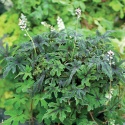 Tiarella 'Cascade Creeper' (L)