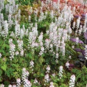 Tiarella 'Cascade Creeper' (L)