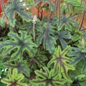 Tiarella 'Cascade Creeper' (L)