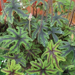 Tiarella 'Cascade Creeper' (L)