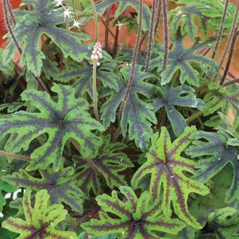 Tiarella 'Cascade Creeper' (L)